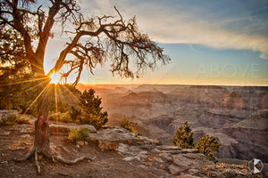 Grand Canyon 'Tree', USA (RA013R)