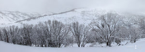Guthega Trees, Snowy Mountains (BF011P)