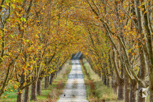 Autumn Driveway (AB118R)