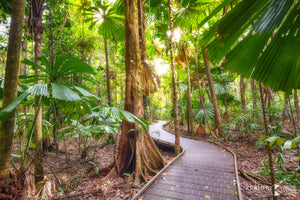 Cape Tribulation, Queensland (HA002R)