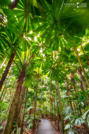 Cape Tribulation, Queensland (HA003VR)
