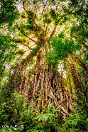 Curtain Fig Tree, Atherton Tableland, Queensland (HA005VR)