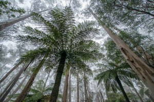 Deua National Park Canopy (AG004R)