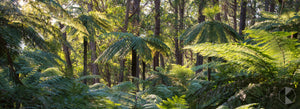 Deua National Park Ferns (AG008P)