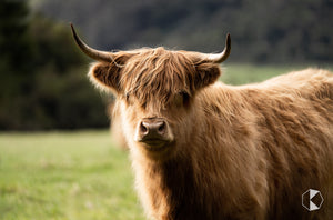 Highlands Cattle (AB119R)