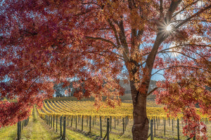 Autumn Vines, Southern Highlands (AB029R)