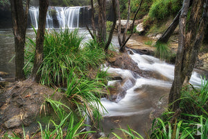 Nellies Glen, Southern Highlands, NSW (AB031R)