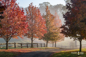 Autumn Drive, Southern Highlands (AB091R)