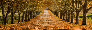 Autumn Driveway, Southern Highlands, NSW (AB001WP)