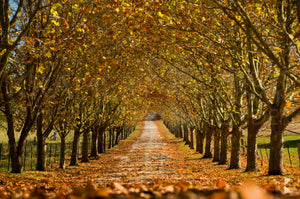 Autumn Driveway, Southern Highlands, NSW (AB002R)