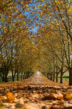 Autumn Driveway, Southern Highlands, NSW (AB003RV)