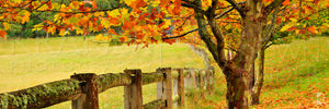 Autumn Fence, Southern Highlands, NSW (AB004WP)