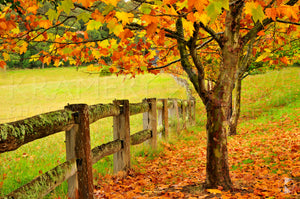 Autumn Fence, Southern Highlands, NSW (AB005R)