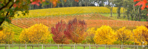Autumn Vineyard, Southern Highlands, NSW (AB006WP)
