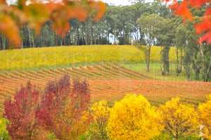 Autumn Vineyard, Southern Highlands, NSW (AB007R)