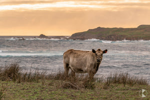 Oceanfront Cattle, King Island (KI639R)