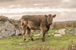 Cattle, King Island (KI641R)