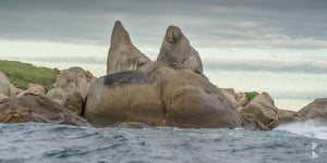 Christmas Island Seals, King Island (KI564P)
