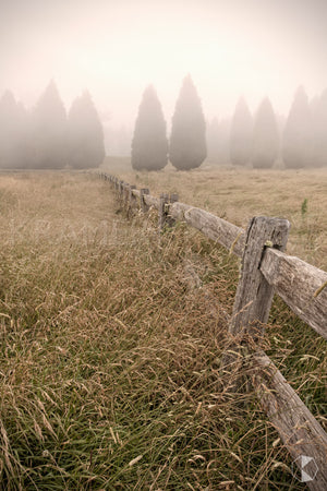Conifer Fence, Southern Highlands, NSW (AB023VR)