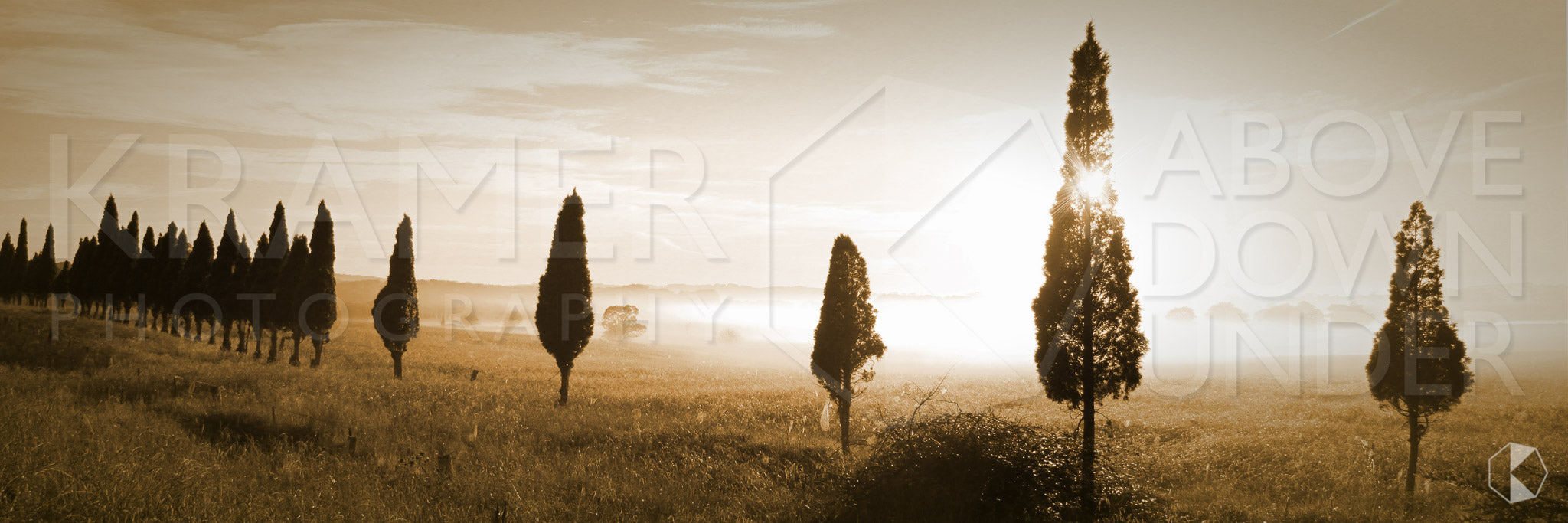 Conifer Row, Southern Highlands, NSW (AB019WP)