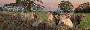 Highlands Cattle, Southern Highlands, NSW (AB012WP)