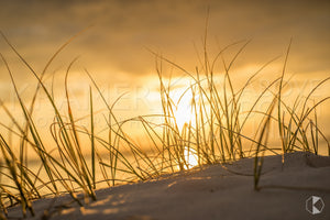 Hyams Beach Reeds, Shoalhaven (AF027R)