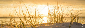 Hyams Beach Reeds, Shoalhaven (AF028WP)