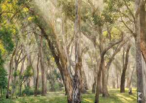 Kangaloon Trees, Southern Highlands (AB062R)