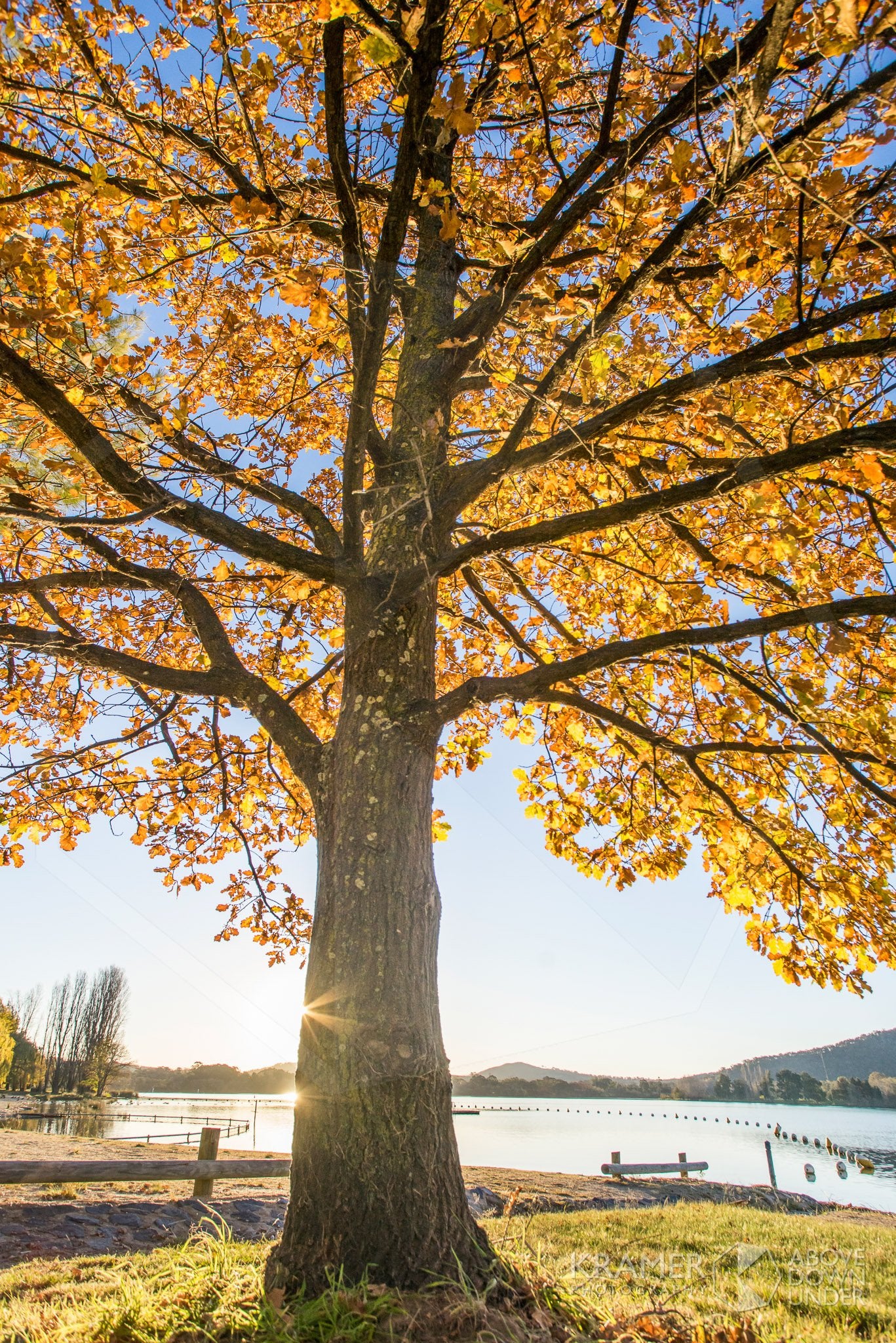 Lake Burley Griffin 'Golden Glow', ACT (FA041VR)