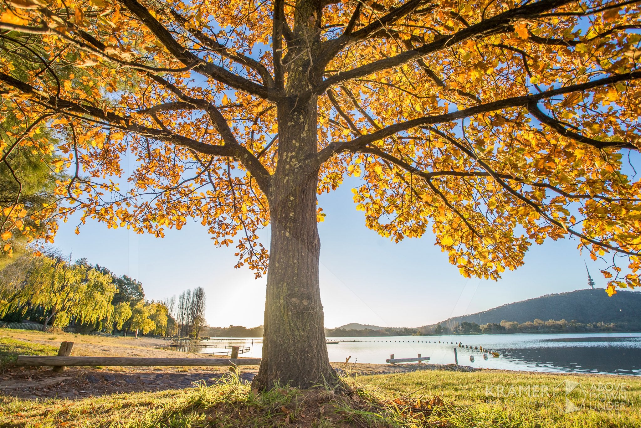 Lake Burley Griffin 'Golden Glow', ACT (FA042R)