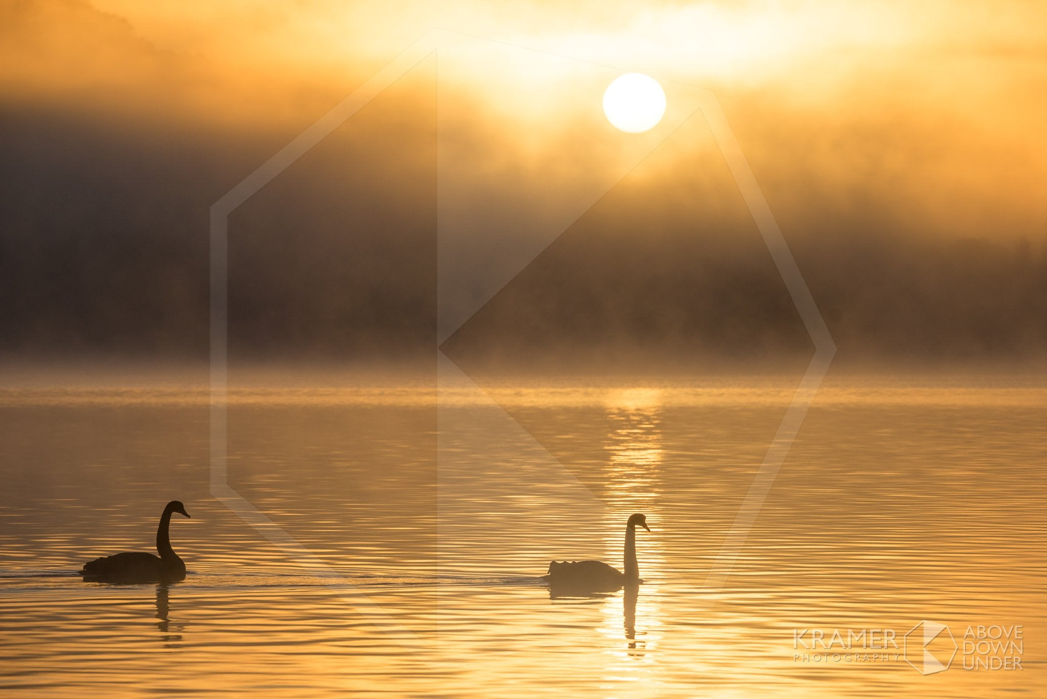Lake Burley Griffin 'Swan Lake Act IIA', ACT (FA055R)