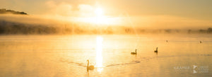 Lake Burley Griffin 'Swan Lake Act III', ACT (FA058P)