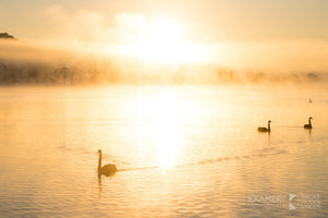 Lake Burley Griffin 'Swan Lake Act III', ACT (FA059R)