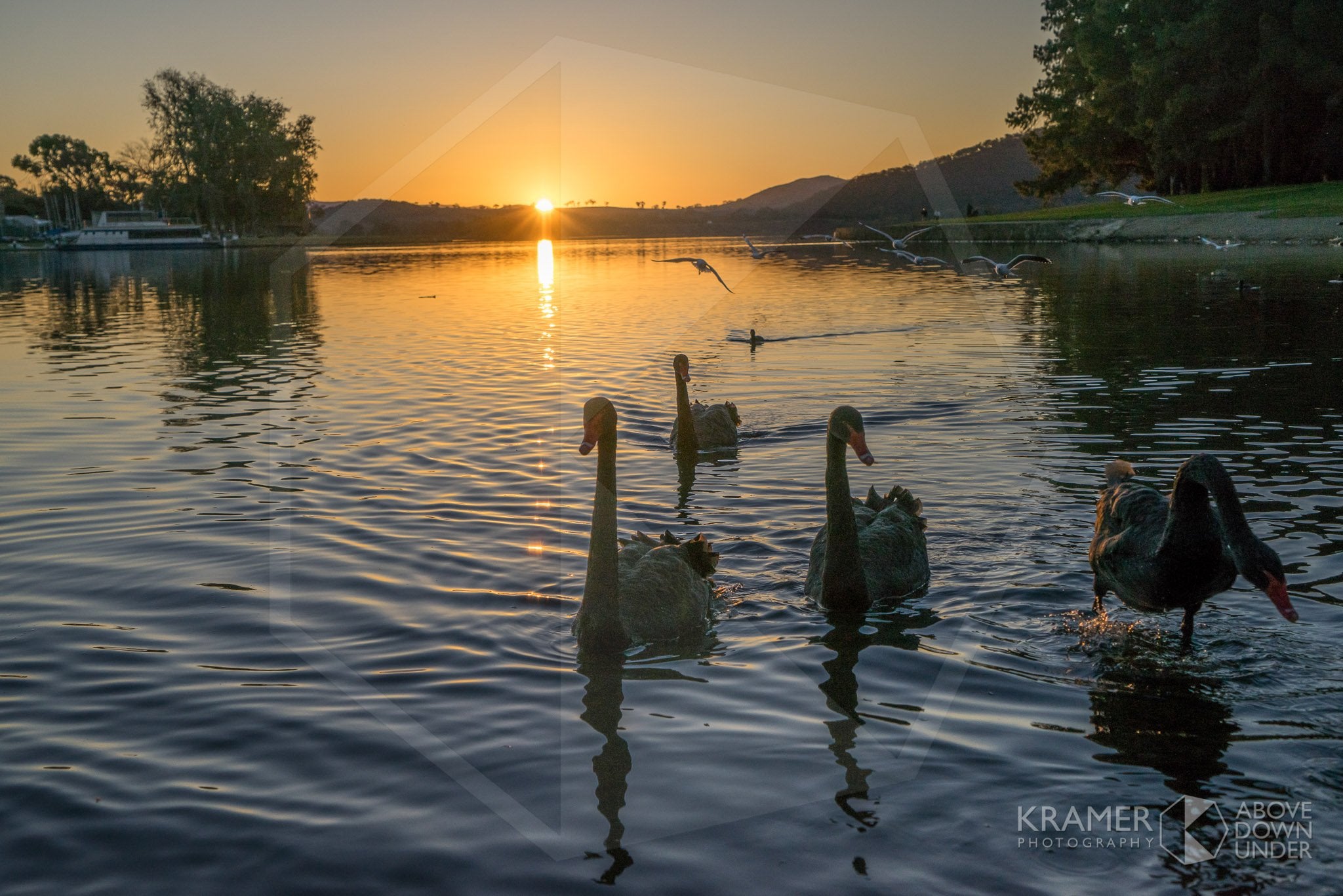 Lake Burley Griffin 'Swan Lake Act IV' ACT (FA049R)