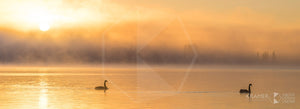 Lake Burley Griffin 'Swan Lake Act I', ACT (FA053P)