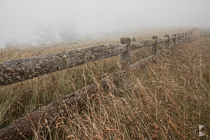 Misty Fence, Southern Highlands, NSW (AB024R)