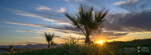 National Arboretum Canberra 'Sunset Palms', ACT (FA006P)