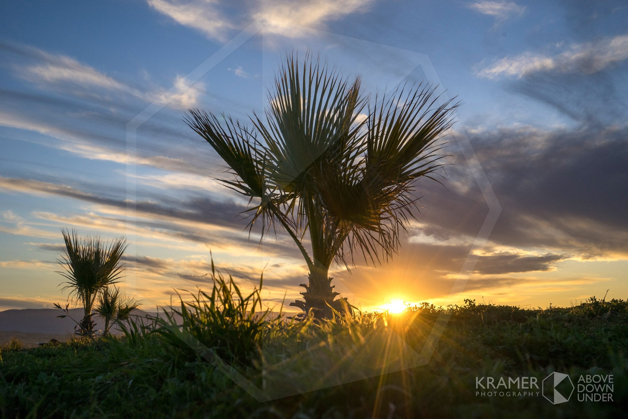 National Arboretum Canberra 'Sunset Palms', ACT (FA007R)
