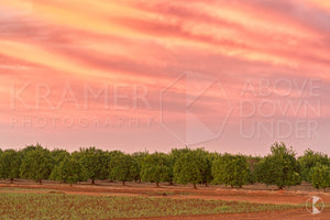 Orchards, Griffith (BJ040R)