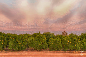 Orchards, Griffith (BJ041R)