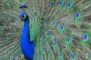 Peacock, Southern Highlands, NSW (AB013R)