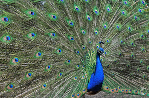 Peacock, Southern Highlands, NSW (AB014R)
