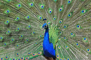 Peacock, Southern Highlands, NSW (AB015R)