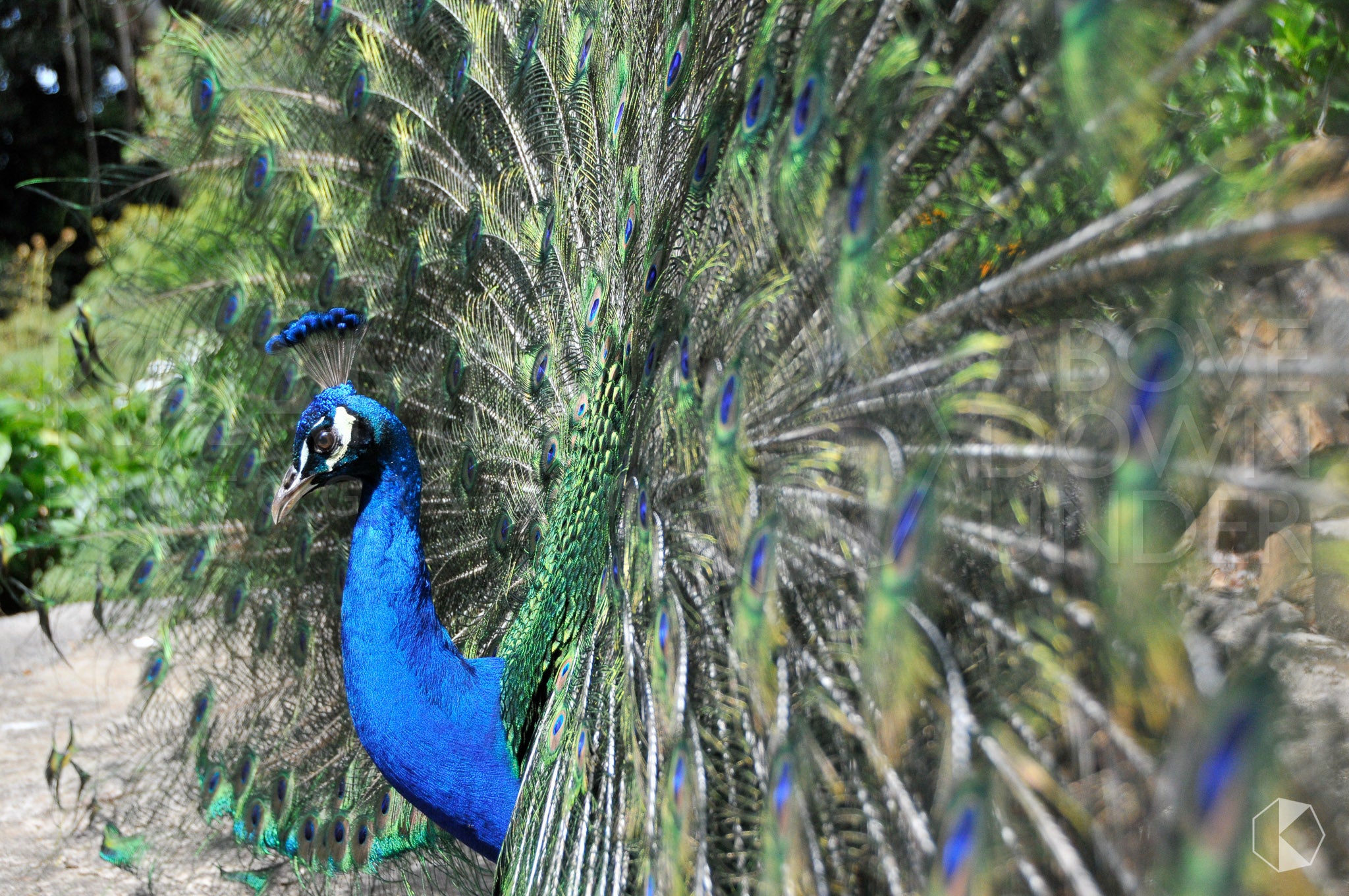 Peacock, Southern Highlands, NSW (AB017R)