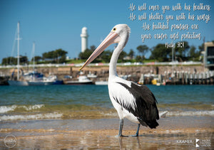Word + Image: Psalm 91:4 - Wollongong Pelican (WI024R)