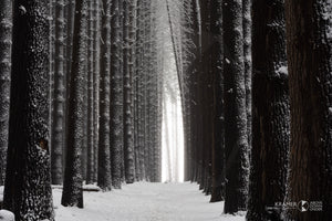 Sugar Pines Walk, Snowy Mountains (BF018R)