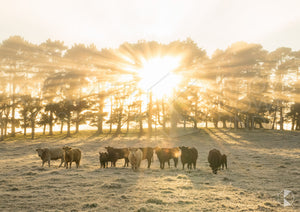 Sunrise Cattle, Southern Highlands, NSW (AB063R)