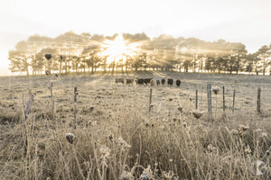 Sunrise Cattle, Southern Highlands, NSW (AB064R)