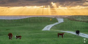 Sunset Cattle, King Island (KI572P)