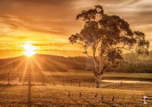 Sunset Ducks, Southern Highlands, NSW (AB035R)
